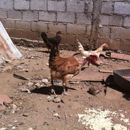 "Peluca" sigue su vida en el corral. (Foto: cortesía Heydi Aguirre)