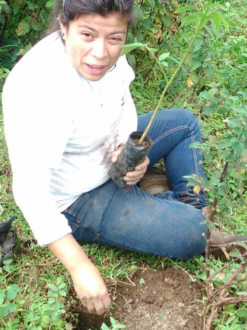 Las campañas de siembre iniciarán en mayo, aprovechando la época lluviosa del año. (Foto: Plantemos Mil Árboles)