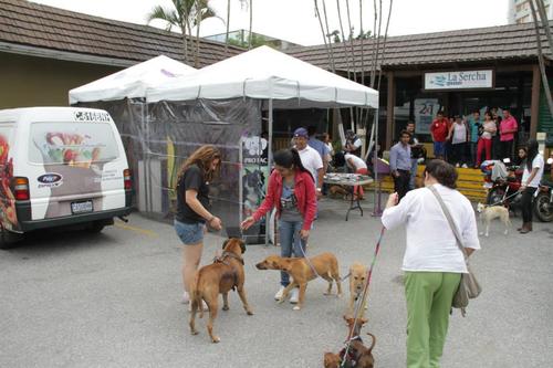 Guate Unida por los Animales realiza ferias de adopción y castración para animales abandonados. (Foto: Guate Unida por los Animales)