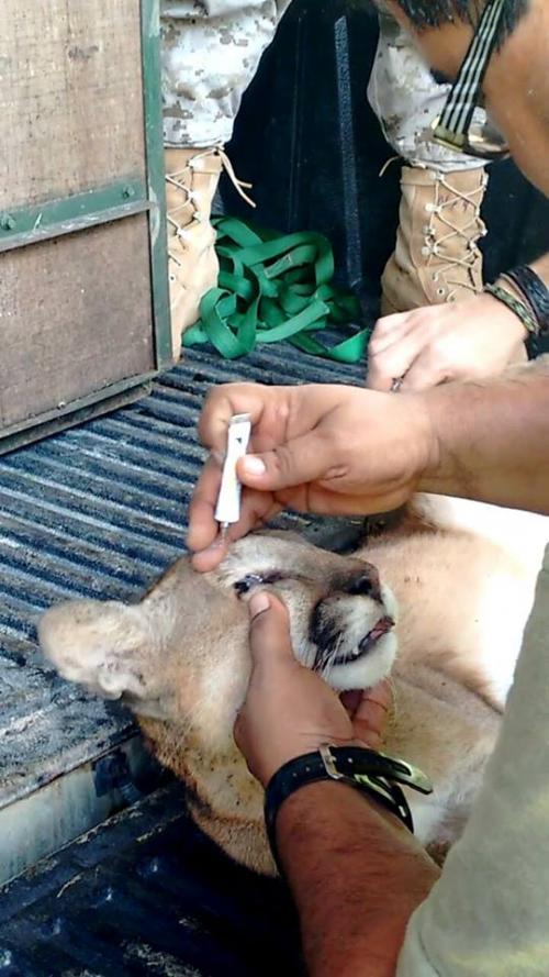 El felino fue sedado para ser trasladado al centro de conservación. (Foto Conap)
