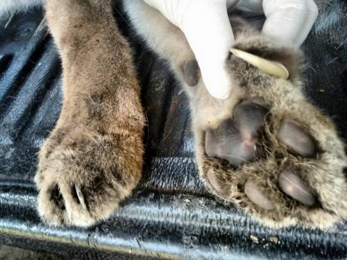 El puma fue evaluado antes de su traslado. (Foto Conap)