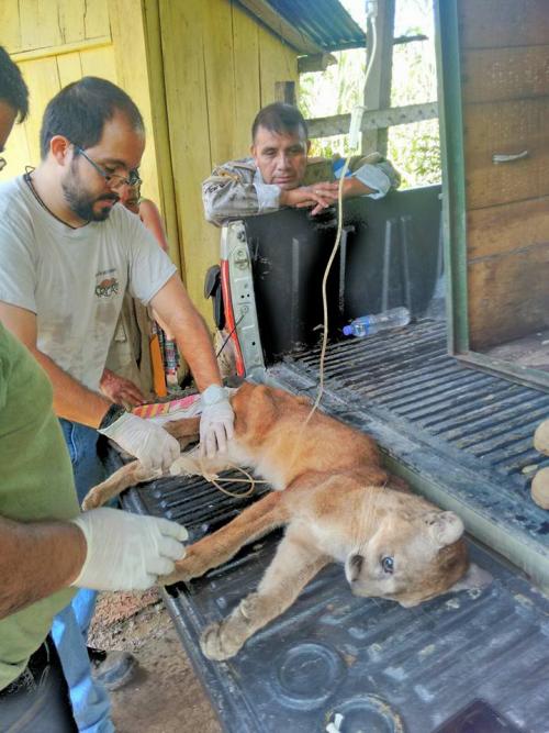 Las autoridades de Conap le suministraron suero y vitaminas al animal. (Foto Conap)