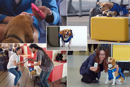 Sherlock es uno de los empleados más queridos del aeropuerto de Amsterdam