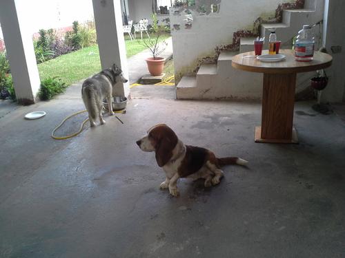 Las mascotas quedaron en una de las viviendas. (Foto: Evelyn de León/Soy502)