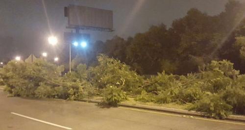 Así quedaron las ramas de los árboles en el sector. (Foto: Jesús Alfonso/Soy502)