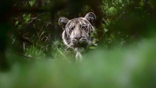El "tigre pálido" posee un color único en el mundo. (Foto: Nilanjan Ray)