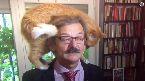 El gato lame en la oreja a su dueño. (Foto: captura de video)
