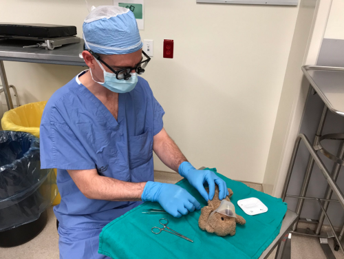 Cirugía del osito llamado Little Baby. (Foto: Twitter)