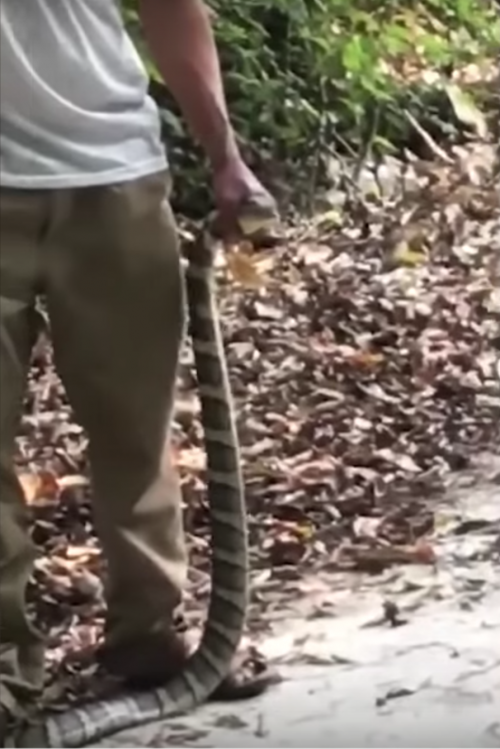 Momento en que el hombre posa con la cobra. (Foto: captura de pantalla)