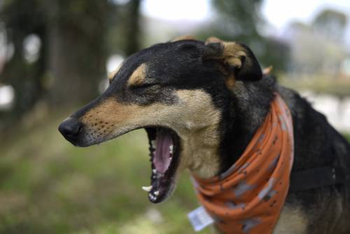 Su entrenamiento comenzó hace unos días atrás. (Foto:Wilder López/Soy502)