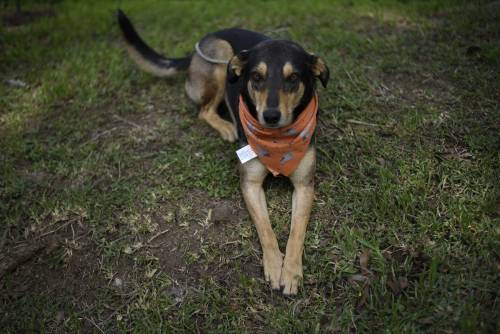 Solovino no mostró ser agresivo, pero sí territorial. (Foto:Wilder López/Soy502)