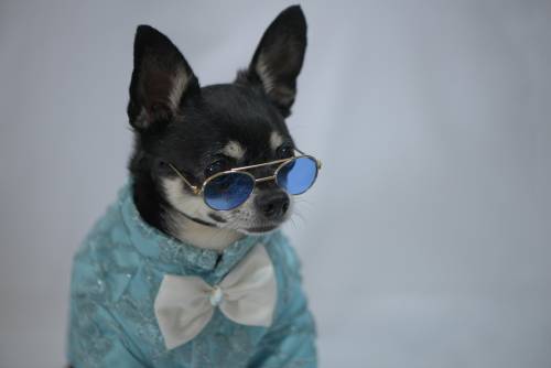 Crea ropa para perros machos y hembras. No solo las chicas visten con estilo, ellos también. (Foto:Wilder López/Soy502)