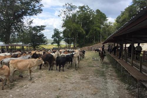 El ganado de Sinibaldi. (Foto: archivo)