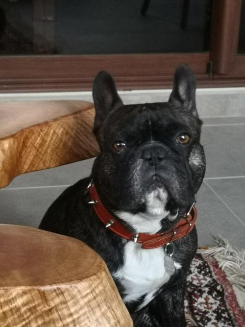 Georgie. (Foto Facebook)