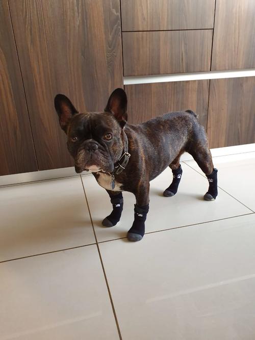 Georgie esta mañana en su hogar. (Foto Facebook)