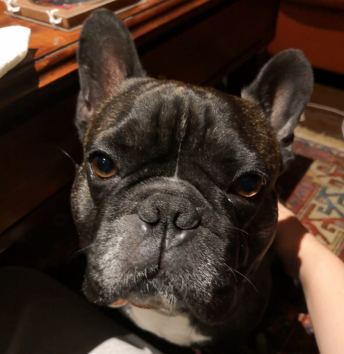 Georgie. (Foto Facebook)