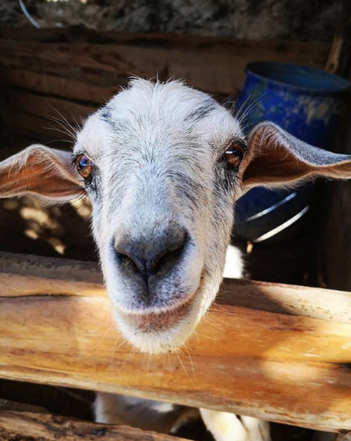 (Fotografía: @fincapaseodelasnubes)