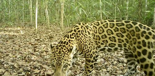 (Foto: Francisco Asturias)