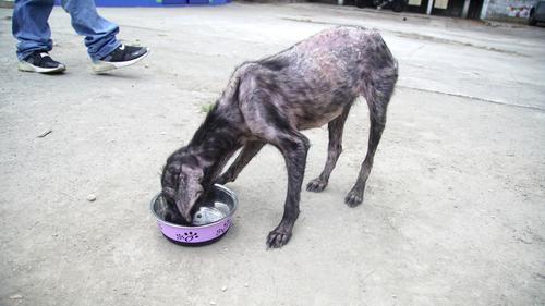 (Foto: Juan Carlos Pérez/Soy502)