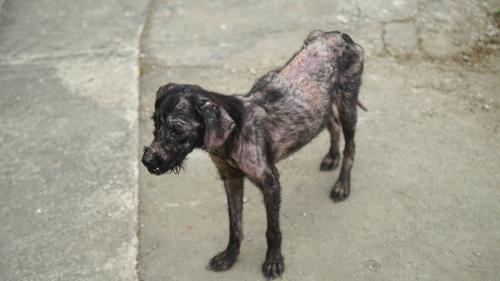 Piraña se recupera de sus lesiones causadas por el descuido y la desnutrición. (Foto: Juan Carlos Pérez/Soy502)