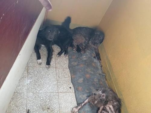 26 perros desnutridos fueron encontrados en un apartamento. (Foto: Guate unida por los animales/Facebook)