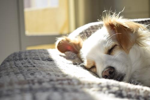 Un perro calmado puede reducir los niveles de cortisol. (Foto: Pexels)