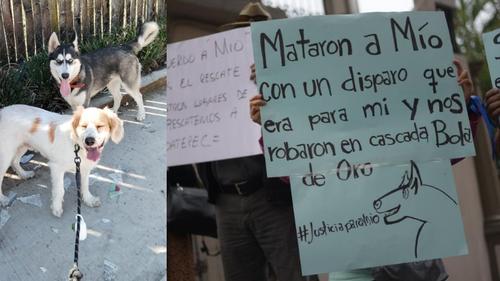 El husky apenas tenía siete meses cuando fue asesinado.