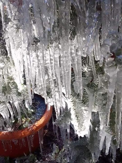 Candelas de escarcha se formaron en las ramas de los árboles. (Foto: Noticias Sololá)