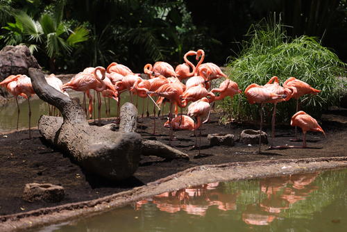Los flamencos se han adaptado muy bien a su nuevo recinto. (Foto: Andrea Llamas/Soy502)