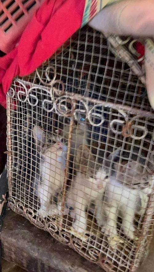 Los gatos permanecían atrapados dentro de una jaula para aves. (Foto: Bienestar Animal)