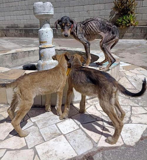 Los perros se encuentran en una situación precaria, pero esperan recuperarlos. (Foto: Bienestar Animal)