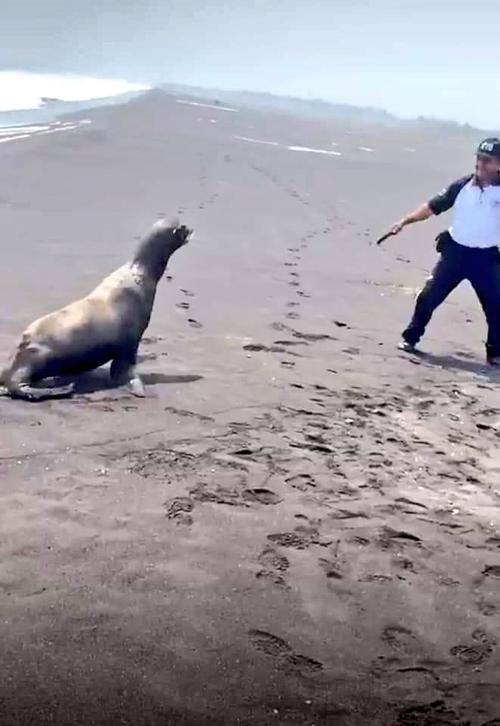 El león marino necesita ser rescatado. (Foto: Bomberos Voluntarios)