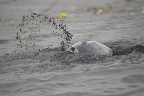 Las tortugas parlama llegan a distintas playas de la Costa Sur para realizar el desove. (Foto: Fredy Hernández/Soy502)