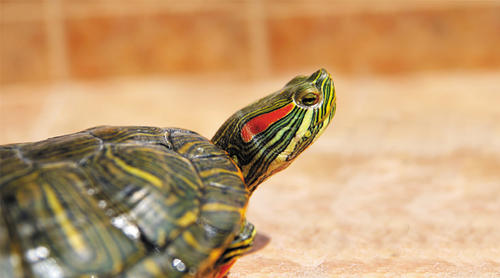 Las tortugas de orejas rojas no son endémicas de Guatemala. (Foto: Supermascotas)
