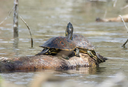 En el país viven diversas especies de tortugas, especialmente sobre las costas. (Foto: Conap)