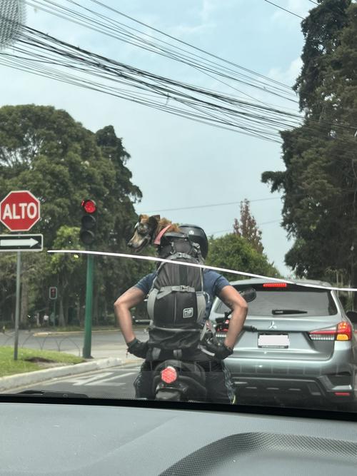 Tránsito, conductor, viral, Reforma