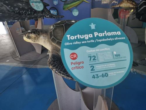 En el museo aprenderás sobre las distintas especies marinas. (Foto: Andrea Llamas/Soy502)