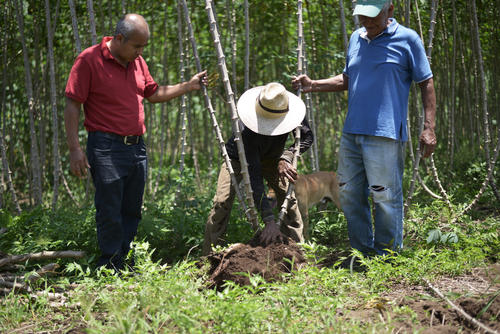 El proceso de extracción de la planta, la raíz es lo comestible. (Foto: Ángel Revolorio/Colaborador)