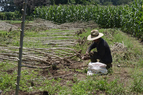 Los agricultores aconsejan sembrar la yuca junto a otros cultivos para aprovechar la tierra. (Foto: Ángel Revolorio/Colaborador)