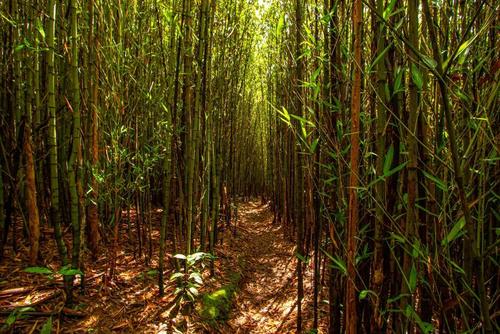 El bosque de bambú es uno de sus grandes atractivos. (ExploraGuate.gt)