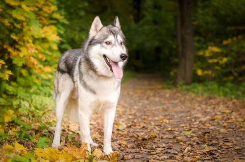 El husky siberiano pierde su manto completo dos veces al año. (Foto: Shutterstock)
