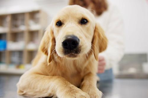 El golden retriever renueva su pelaje casi a diario. (Foto: Shutterstock)