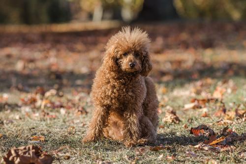 El caniche es apreciado por su pelaje rizado e hipoalergénico. (Foto: Shutterstock)