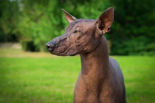 El xoloitzcuintli sin pelo es una opción libre de muda. (Foto: Shutterstock)