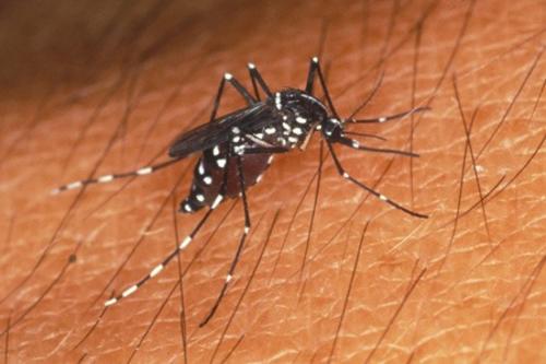 “Scary monsters and nice sprites” actúa como repelente natural. (Foto: X)