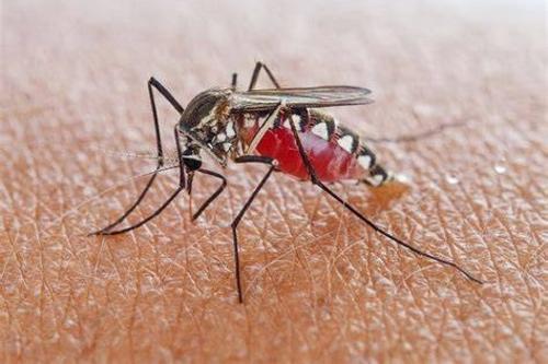 La música de Skrillex podría ser tu aliado contra las picaduras. (Foto: X)