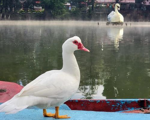 El sitio cuenta con paisajes y variedad de aves. Los cisnes son su principal atractivo. (Foto: Mónica Franco/Colaborador)