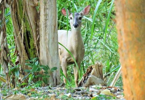 Los venados son algunos de los mamíferos que viven en el parque, con suerte se les puede observar cuando se acercan por curiosidad. (Foto. Archivo)