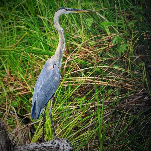 Una de las aves más vistosas del lugar es la garza blanca. (Foto: Archivo)