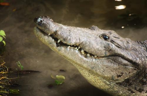 Los lagartos son más visibles en las aguas del río San Pedro, que atraviesa el parque, y también cerca de los humedales. (Foto: Archivo)